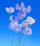 sweetpea_6 light blue.jpg