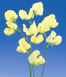 sweetpea_8 yellow.jpg