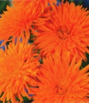 variation_orange_cactas.JPG