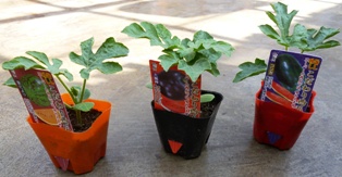 watermelon_pot_314×163.JPG