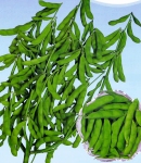 soybeans20_130×150.jpg
