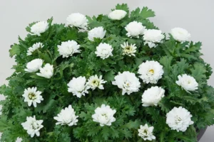 雪の華